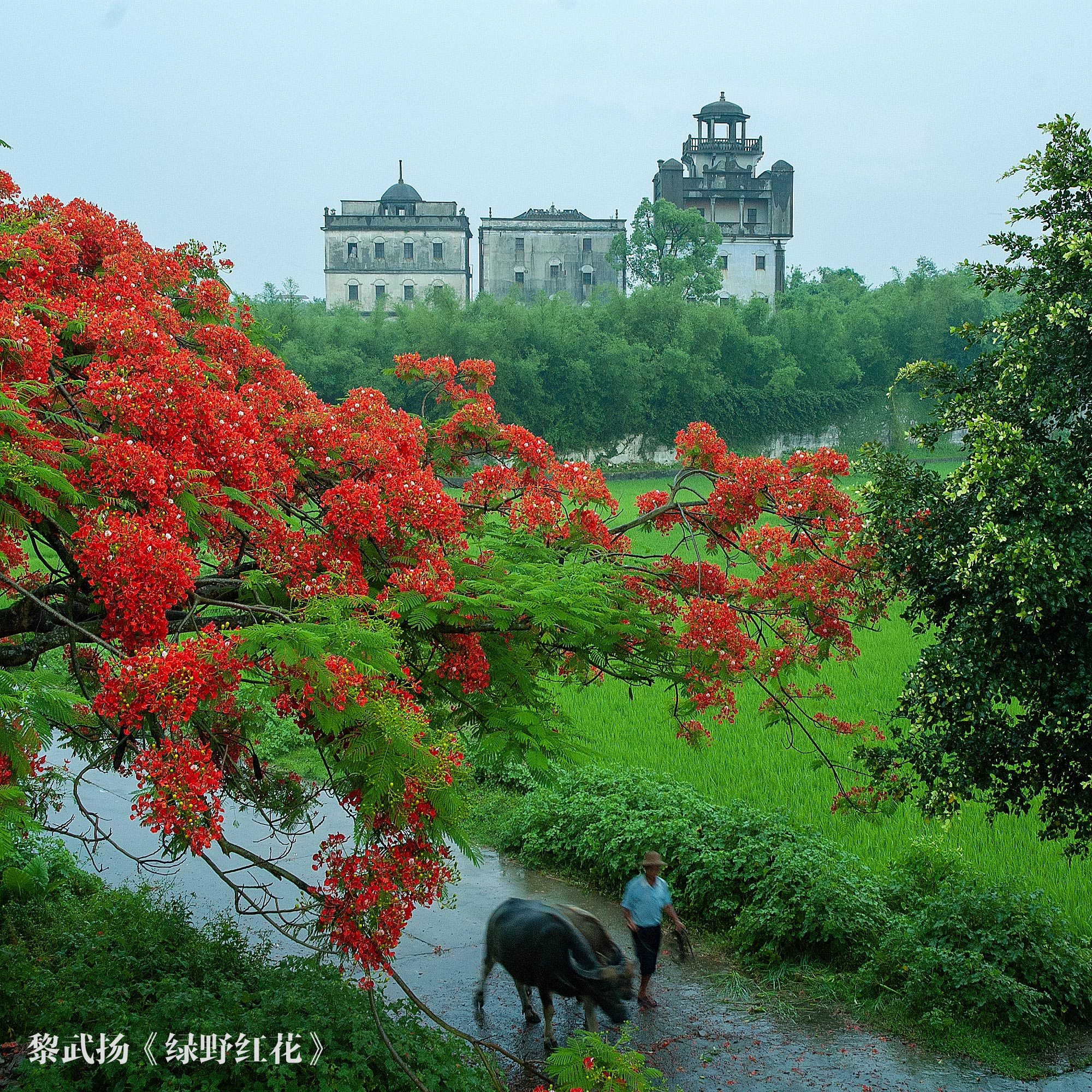 2、黎武揚(yáng)-綠野紅花(二等獎(jiǎng))0.jpg