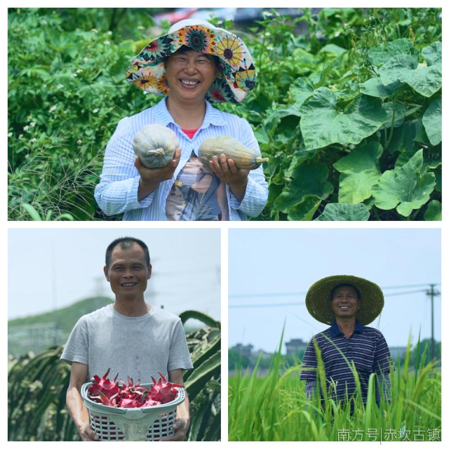 村民喜獲豐收，幸福感滿(mǎn)滿(mǎn)