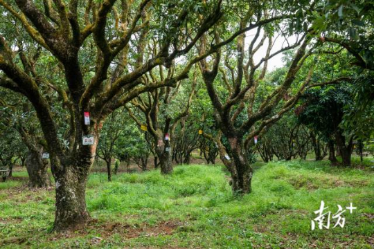 高州根子鎮(zhèn)古荔園，古樹參天，年年碩果累累