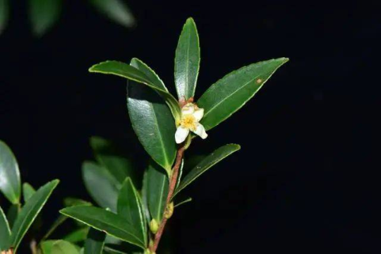 河源發(fā)現(xiàn)植物新種——紫金短柱茶。
