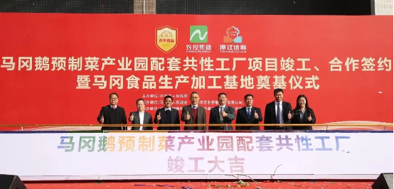 “鏈”上發(fā)力做強“鵝經濟”！開平馬岡鵝預制菜產業(yè)再添新引擎