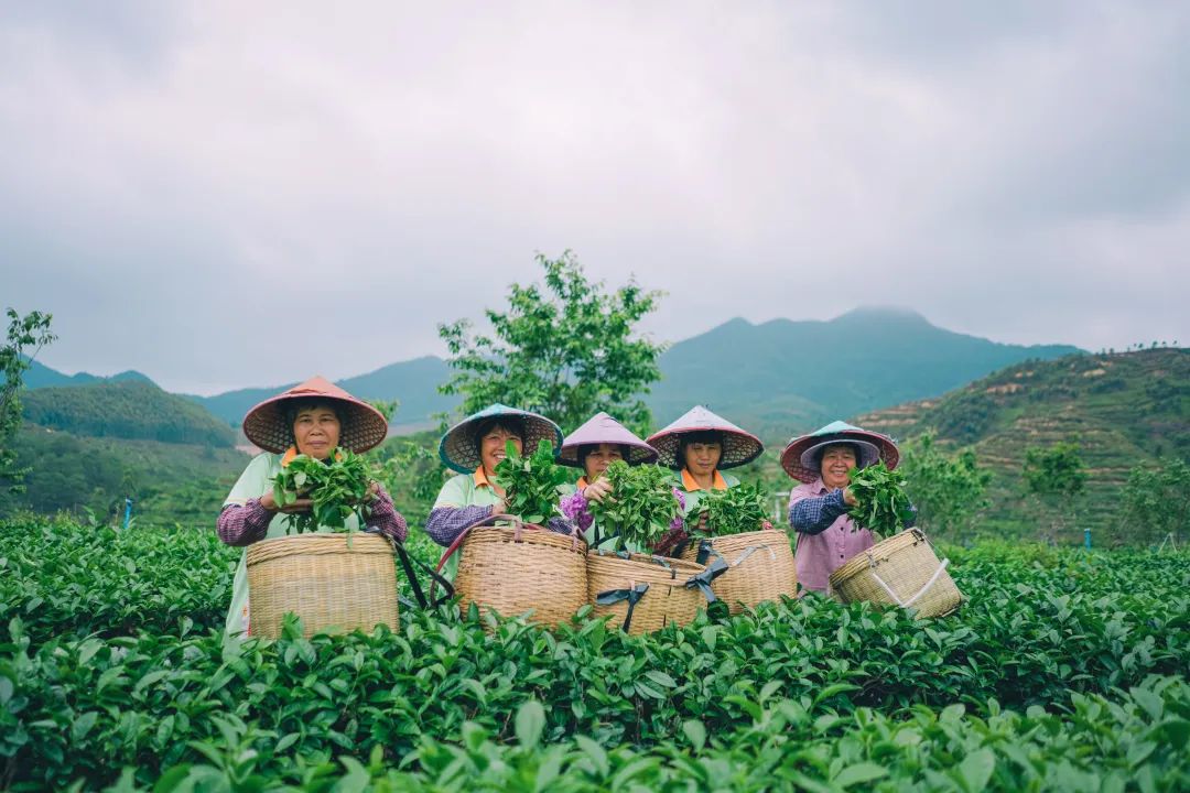 千萬人共享一個春天！來開平大沙，品嘗春天的第一縷茶香！